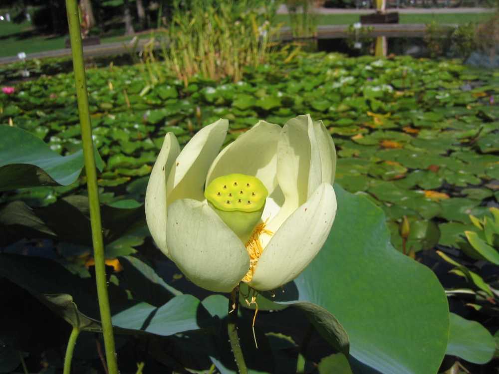 Nelumbo lutea (Amerikanische Lotosblüte)